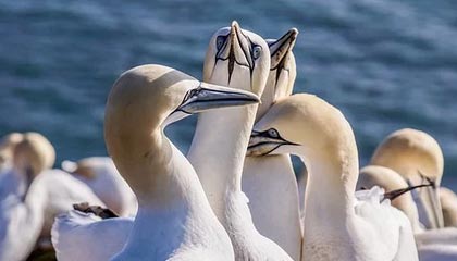 长兴最新的高价找中介取公积金违法吗方法分享(长兴中介取公积金怎么收费教程)